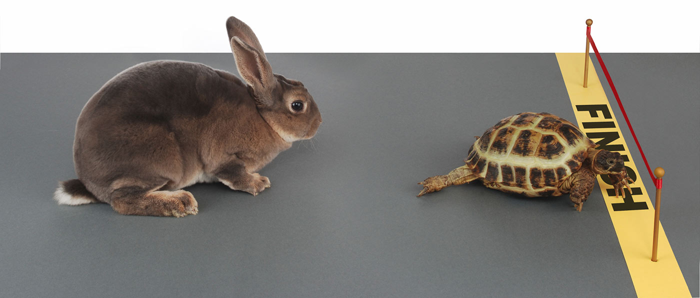 tortoise-and-rabbit